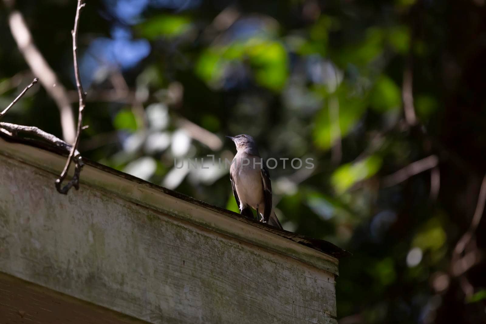 Curious nothern mockingbird (Mimus poslyglotto) looking back from its perch on a roof
