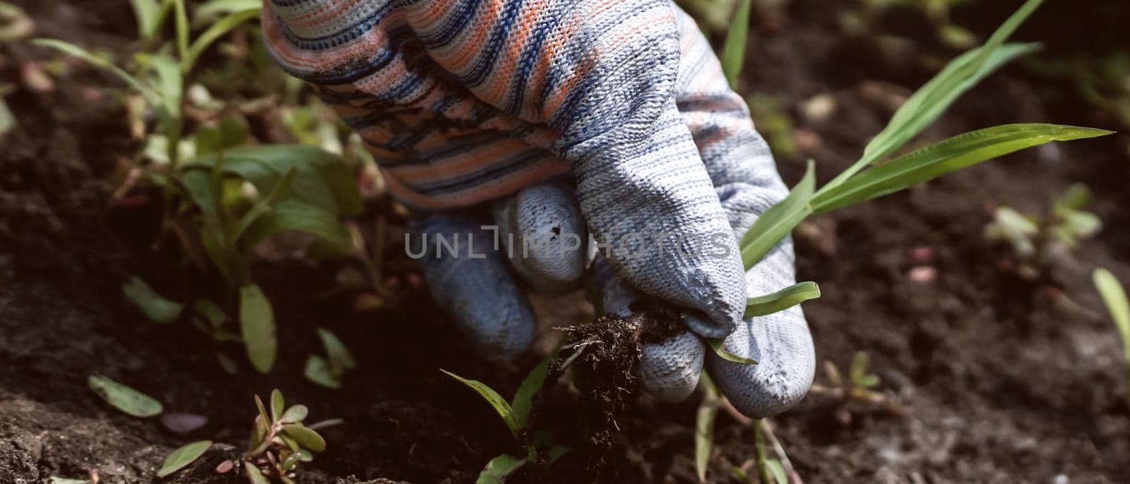 The farmer's hand holds the plucked weed, the gardener is involved in agricultural work, prepares black soil for planting new seedlings in the spring.
