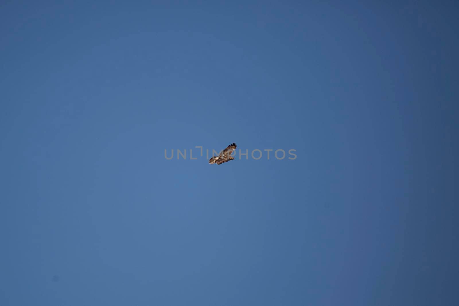 Krider's red-tailed hawk (Buteo jamaicensis) flying through a blue sky