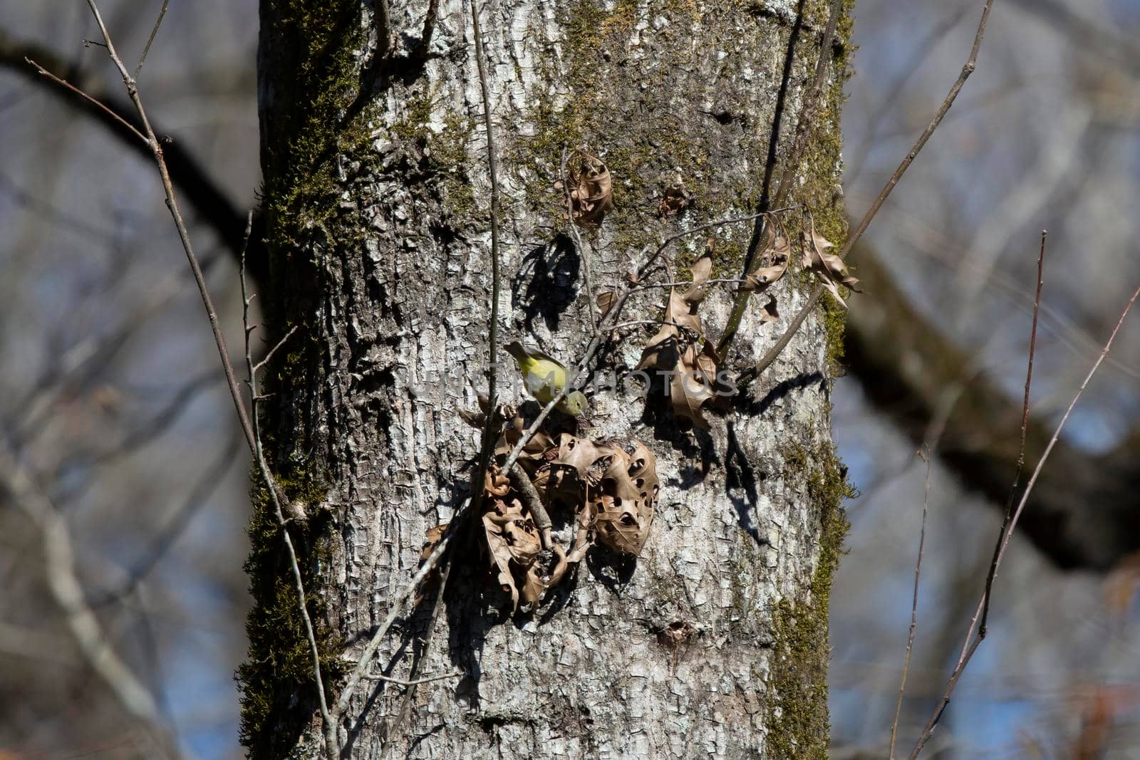 Orange-Crowned Warbler Foraging by tornado98