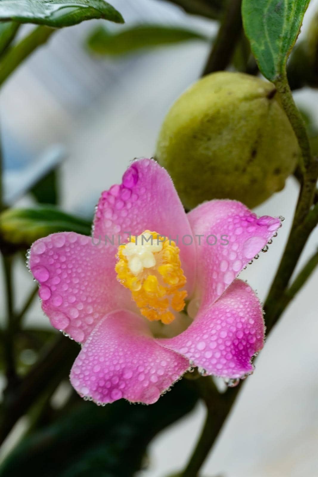 Gently pink lagunaria flower with water droplets on petals after rain close up