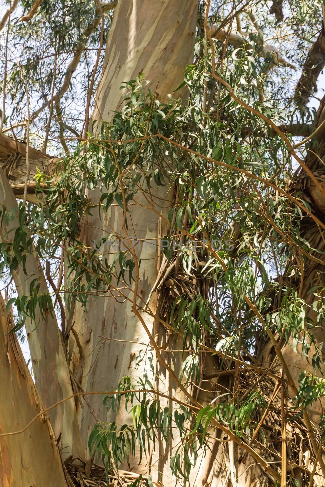 Huge old eucalyptus tree in the forest close up on a sunny day