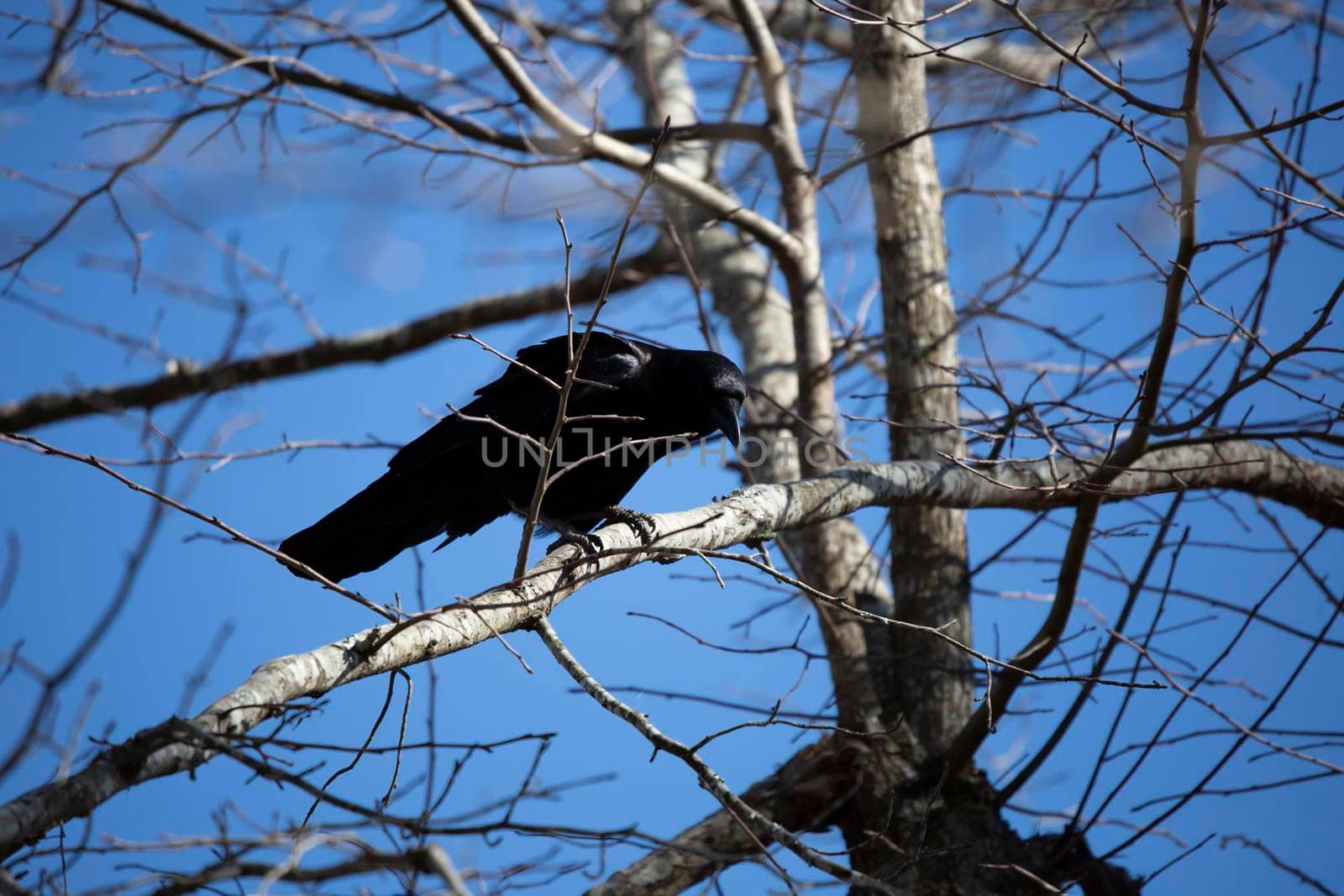 Curious fish crow (Corvus ossifragus) looking down from its perch on a tree branch