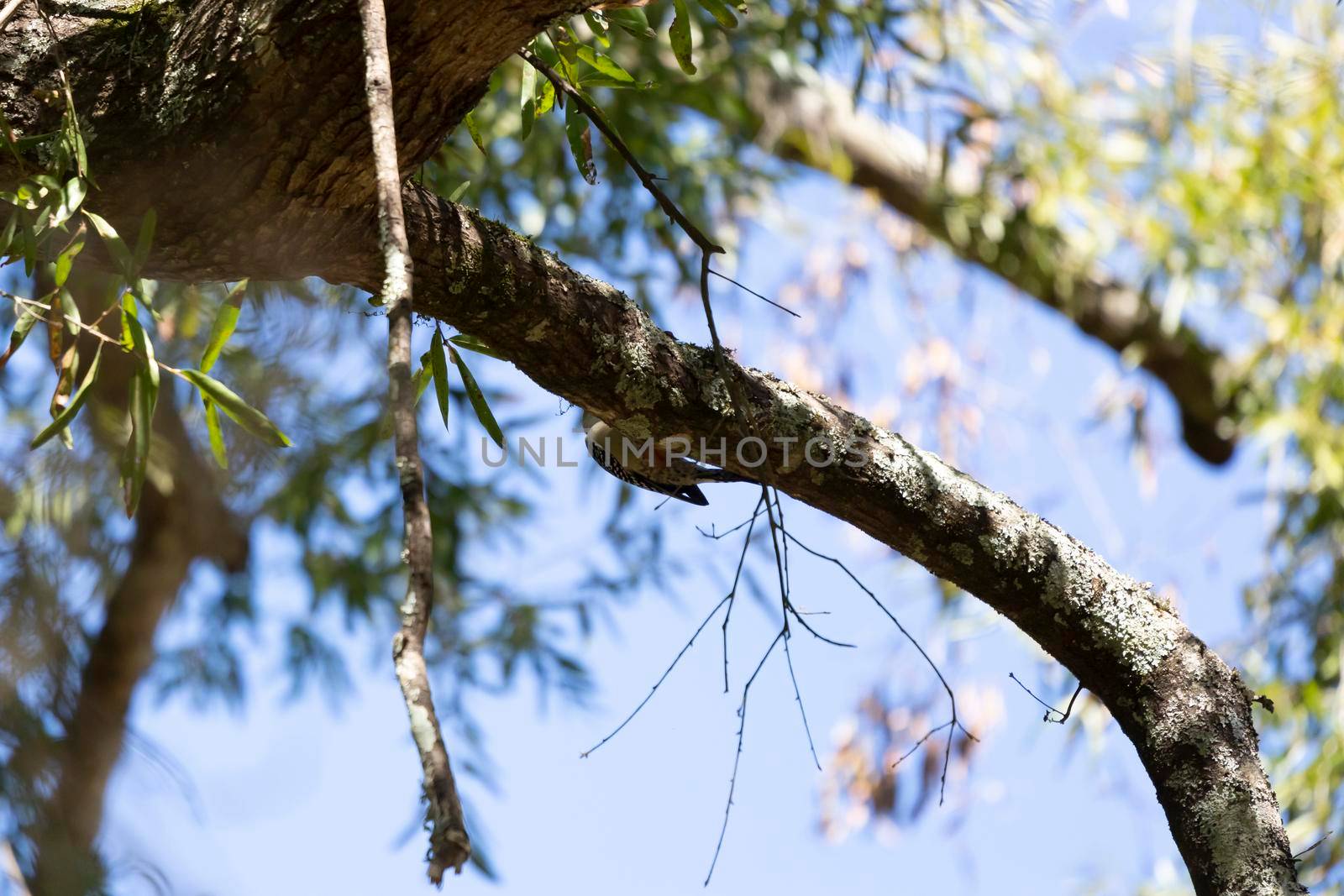 Red-bellied woodpecker (Melanerpes carolinus) hanging from the bottom of a tree limb and foraging