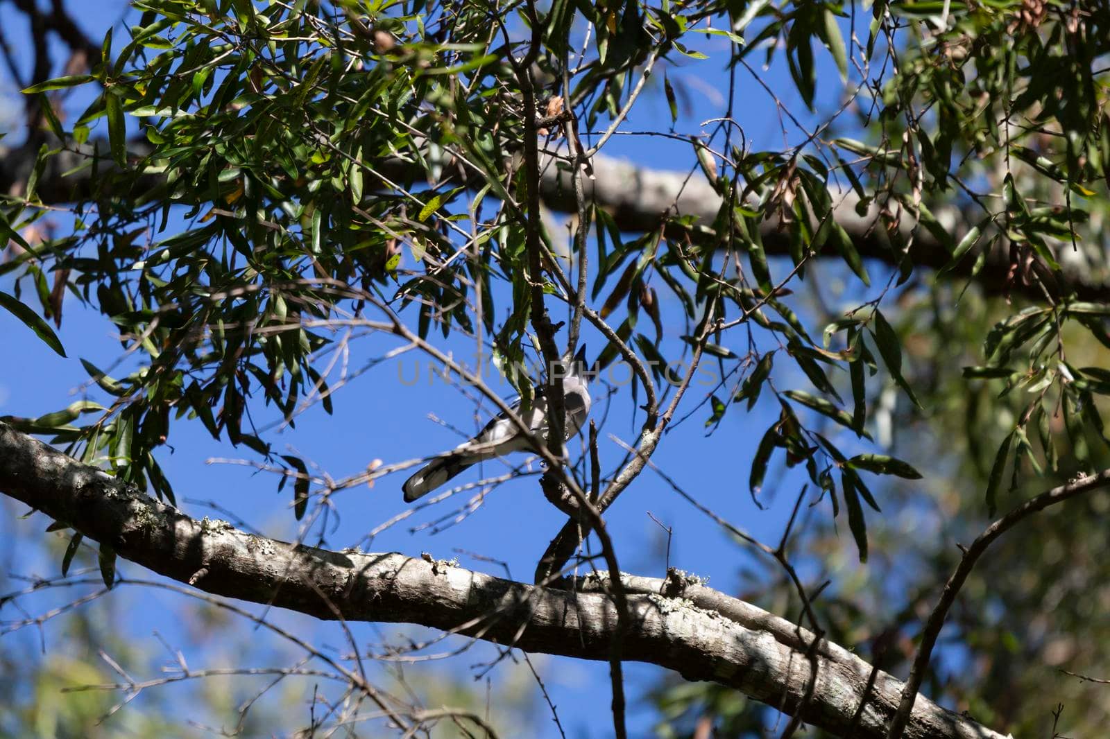 Underbelly of a blue jay (Cyanocitta cristata) who is partially hidden by leaves and limbs