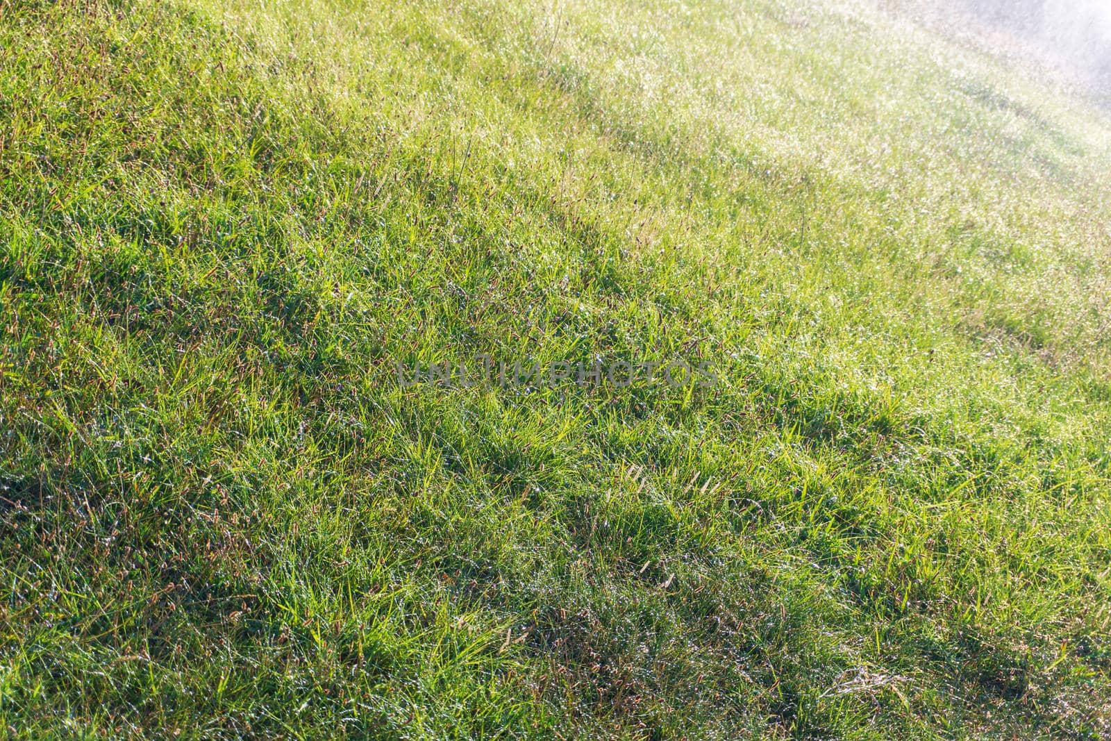 Meadow with green juicy long grass covered with droplets after a thunderstorm background