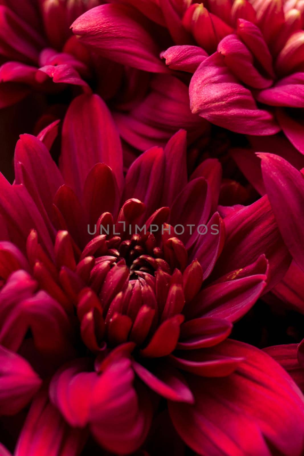 Burgundy chrysanthemum flowers on a white background close up