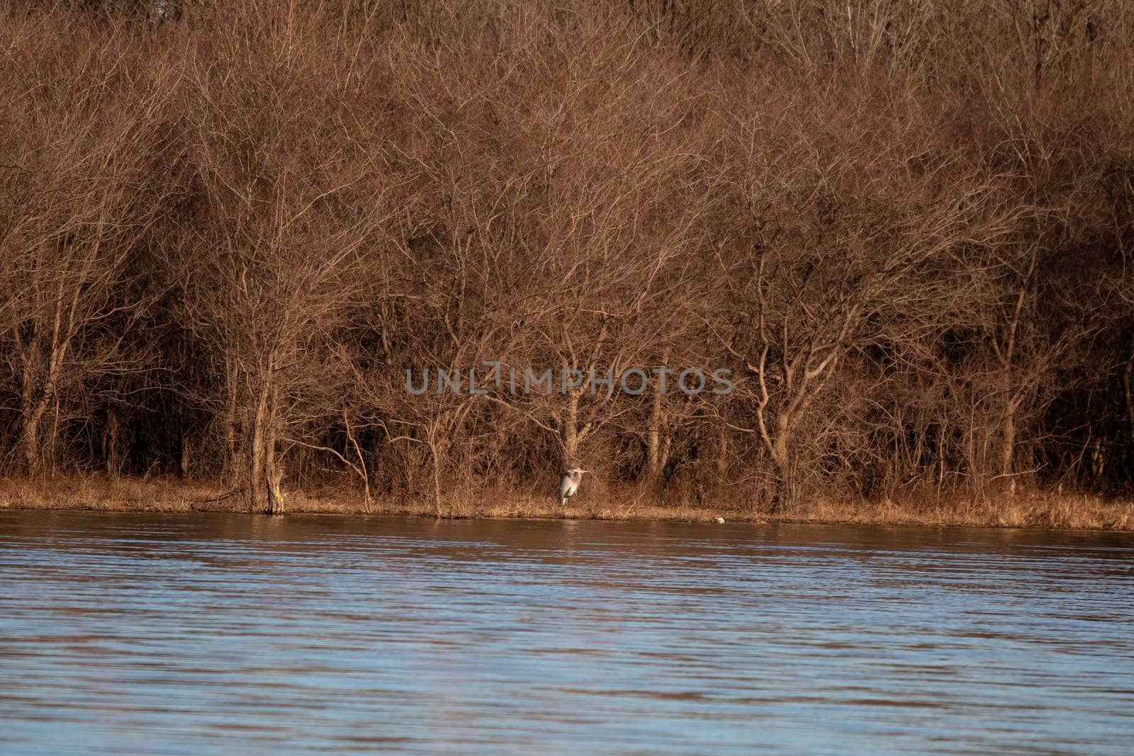 Great Blue Heron by tornado98