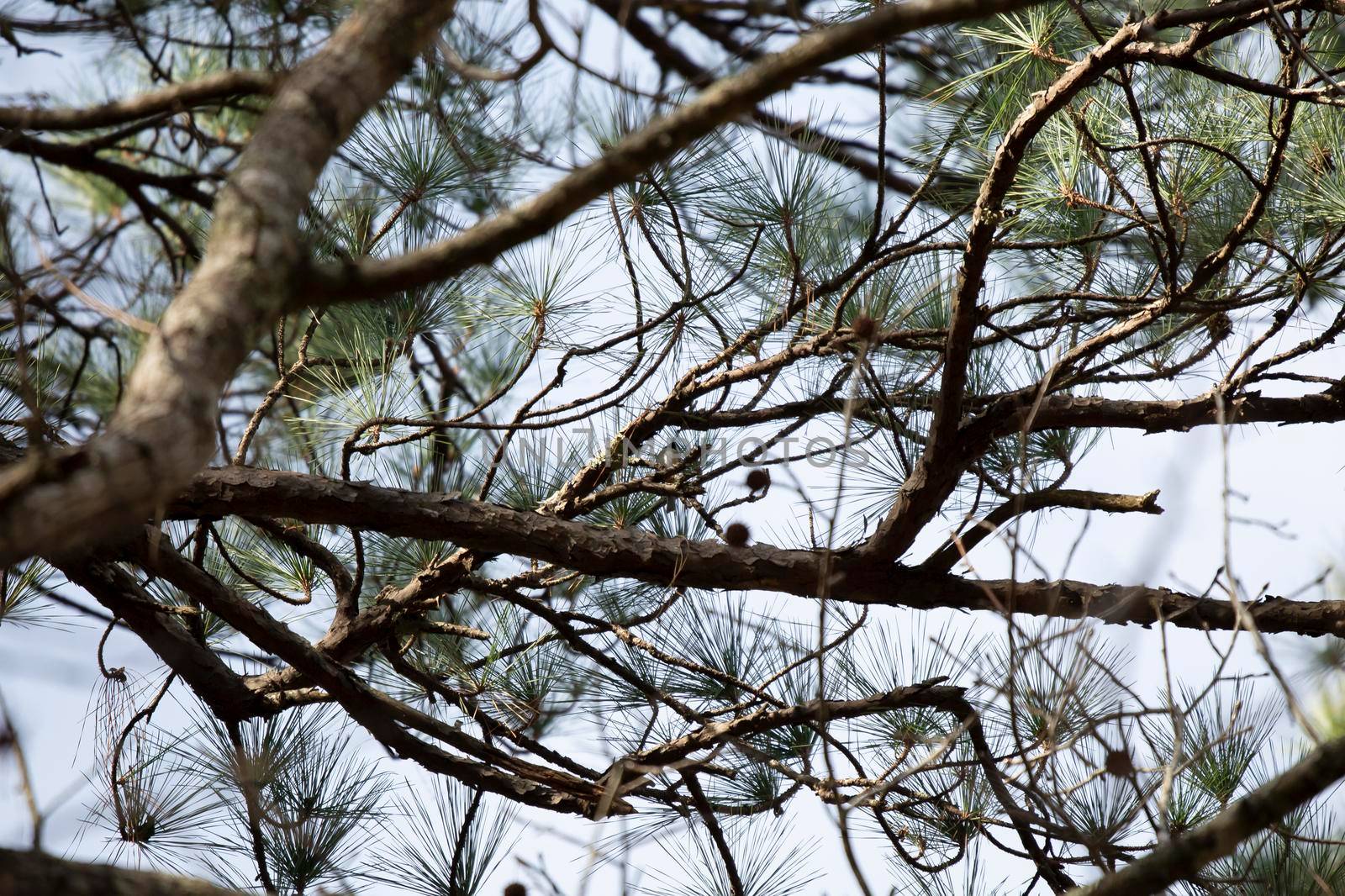 Tiny Carolina chickadee (Poecile carolinensis) in a pine tree