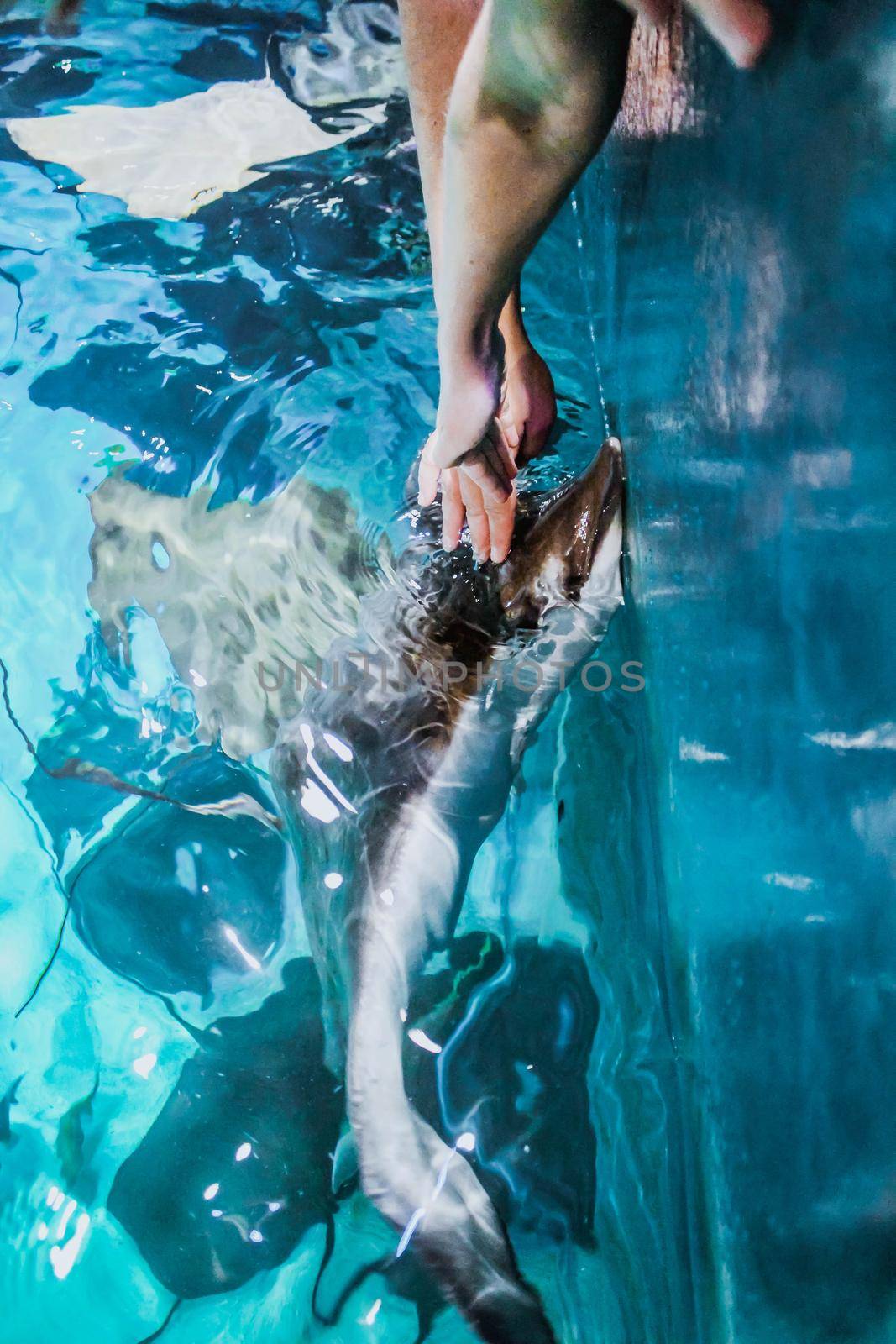 Hands touching jumped out of water cramp fish in aquarium. Stingray is looking out of blue water in aquarium. by JuliaDorian