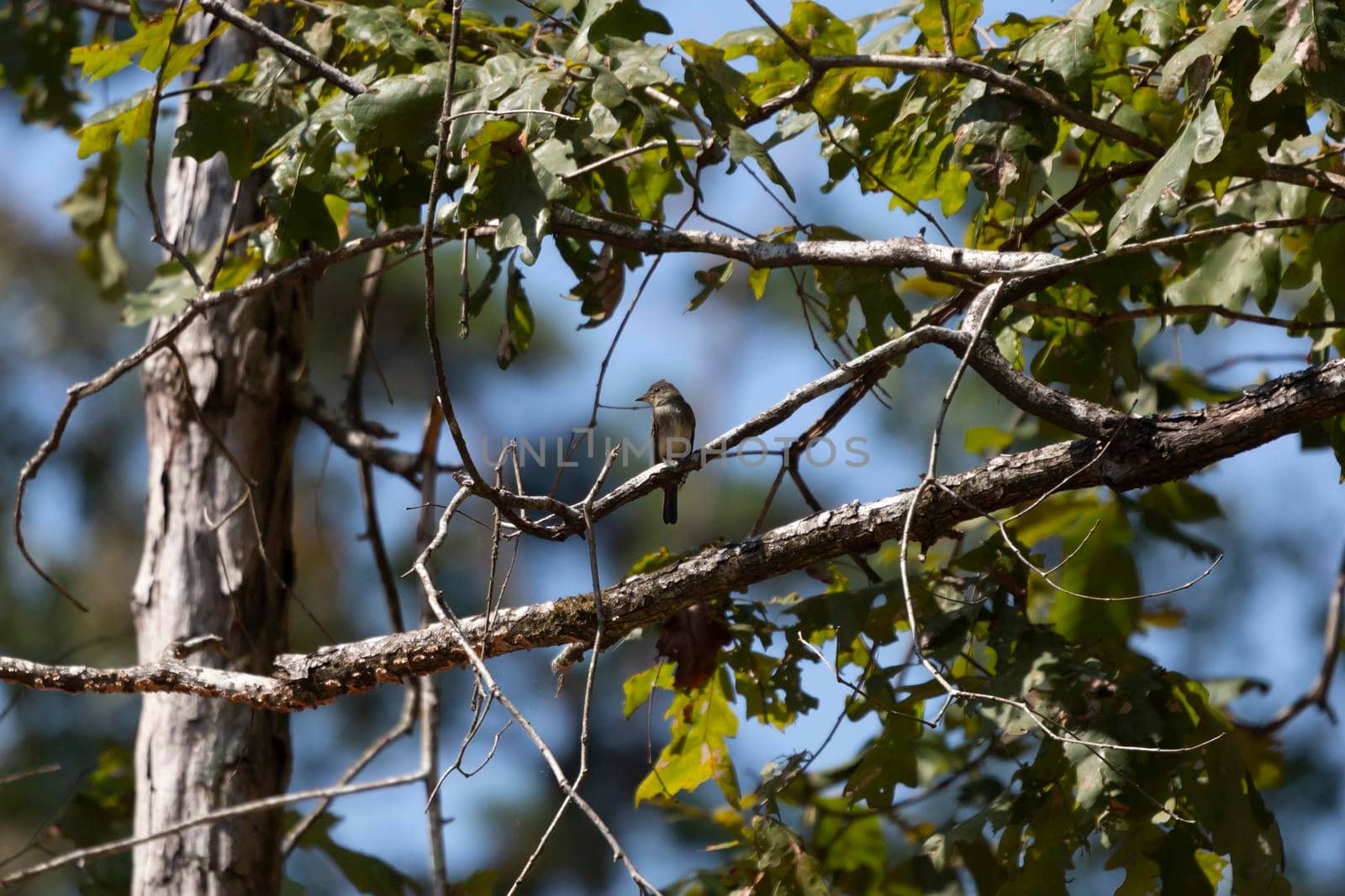 Eastern wood-pewee (Contopus virens) looking around from its perch on a tree limb