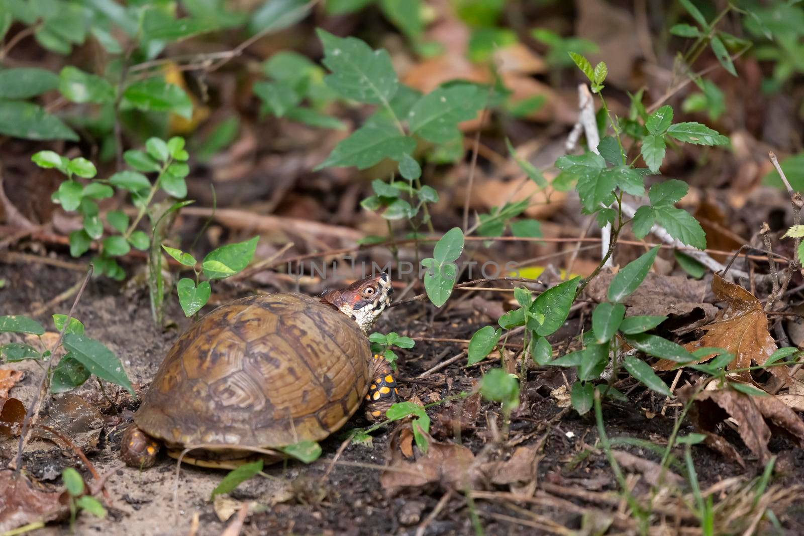 Eastern Box Turtle Being Fed on by a Mosquito by tornado98