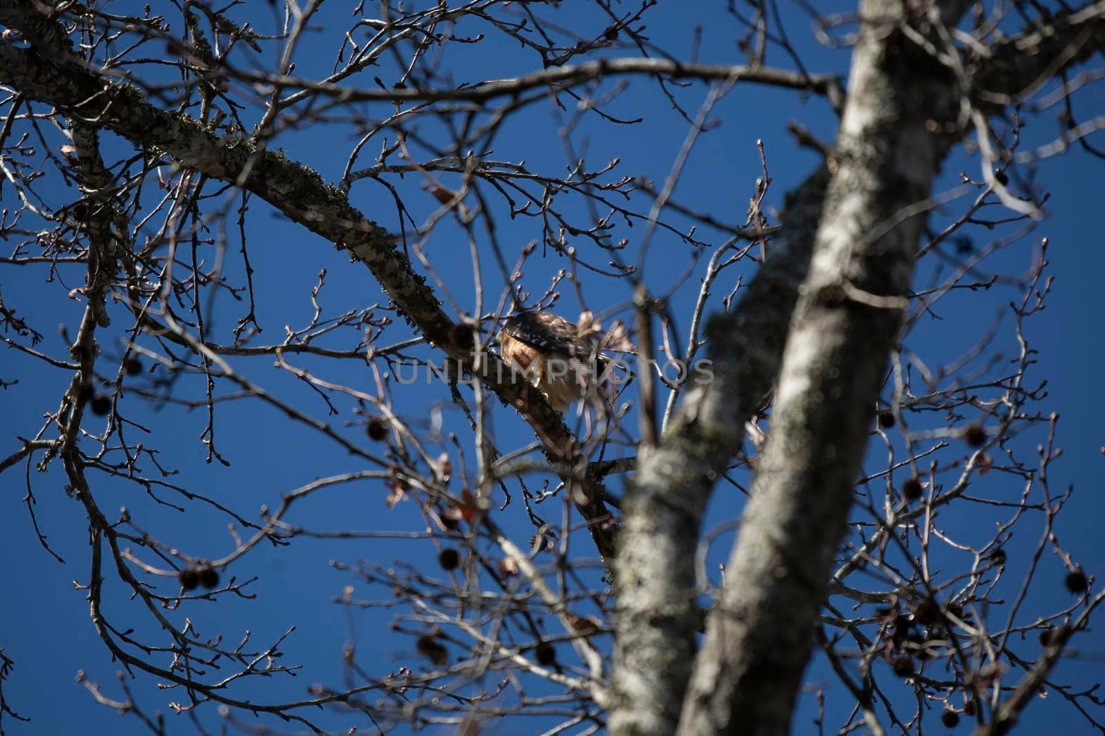 Young red-shouldered hawk (Buteo lineatus) facing away on a tree branch