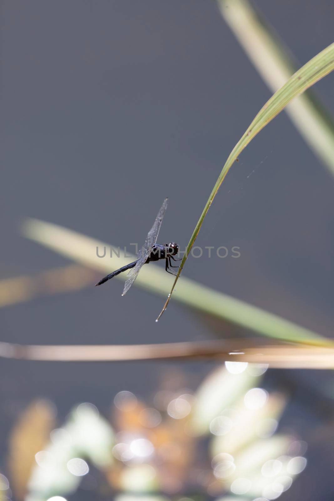 Slaty skimmer (Libellula incesta) dragonfly perched on a blade of swamp grass