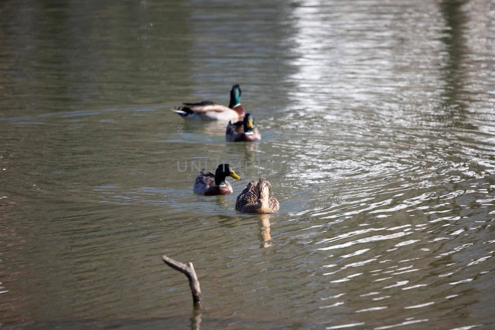 Rouen Ducks Swimming by tornado98