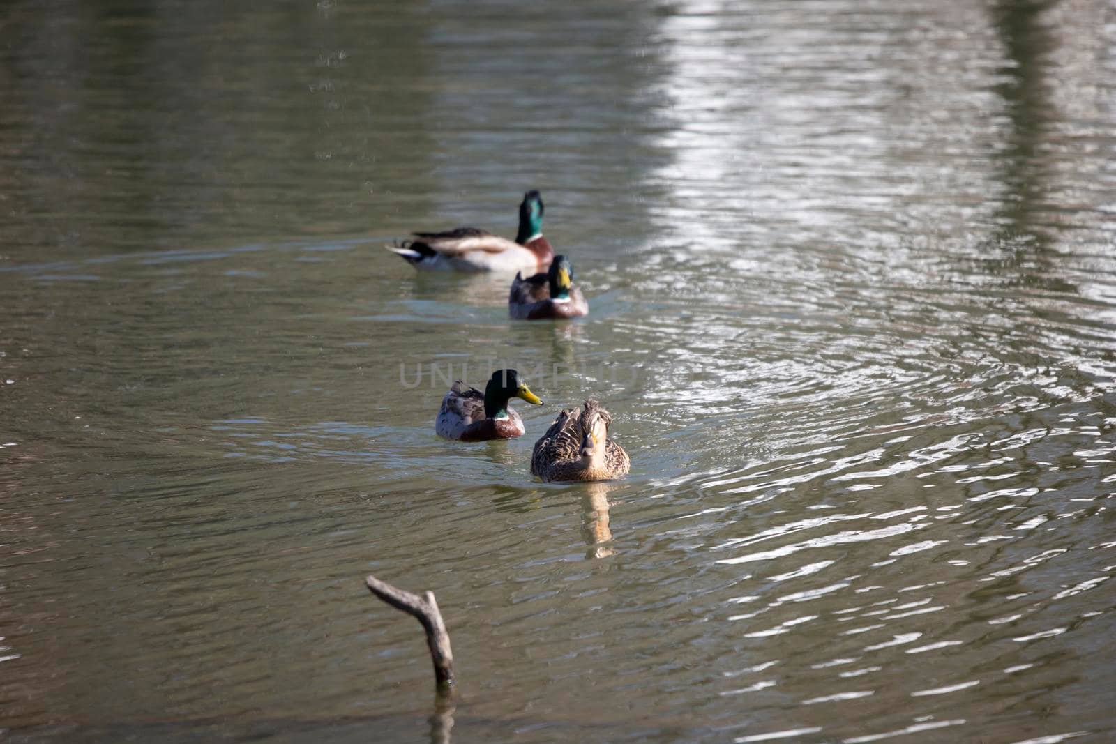 Rouen hen (Anas platyrhynchos domesticus) leading three out of focus mallard drakes toward the shore