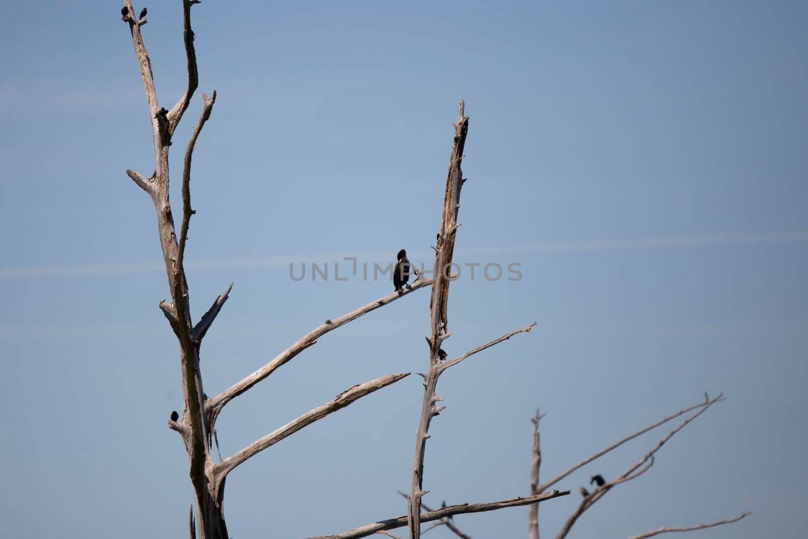 Maturing double-crested cormorant (Phalacrocorax auritus) grooming on a tree