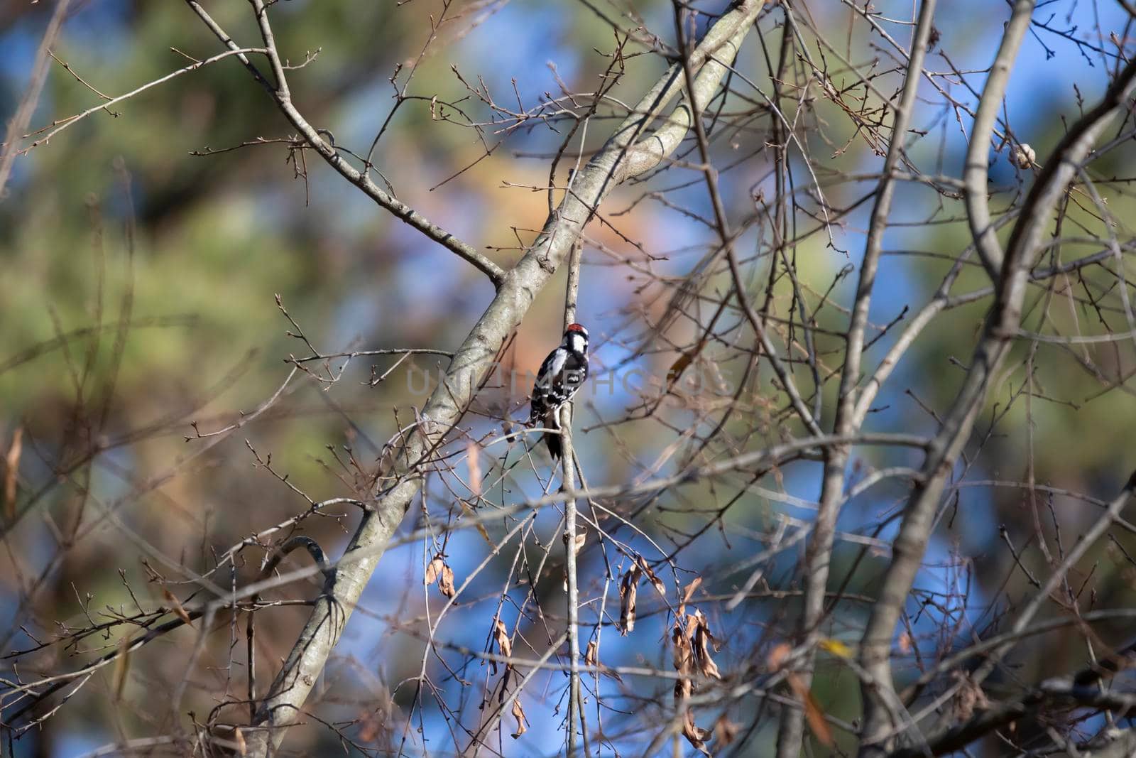 Male downy woodpecker (Picoides pubescens) foraging on a tree limb