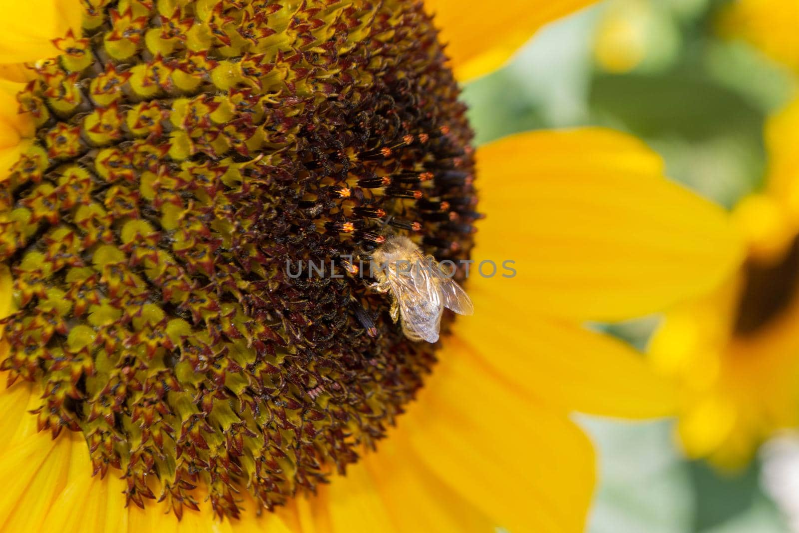 Bee collecting pollen from sunflowers head in the nature. High quality photo