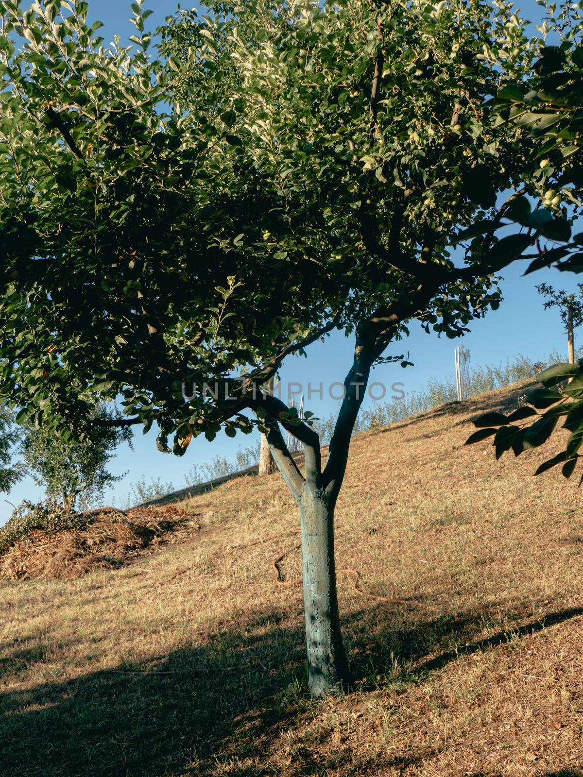 fruit tree garden in piacenza, italy