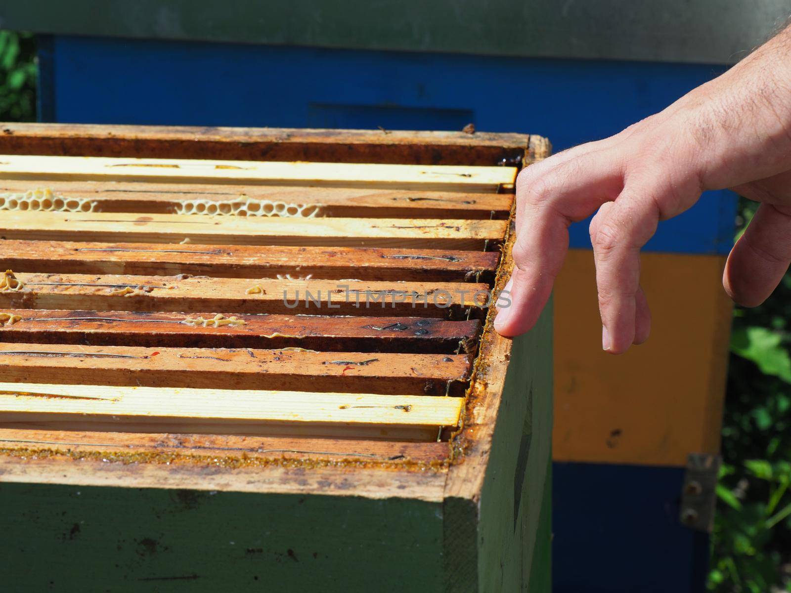 Beekeeper working with bees and beehives on the apiary. Beekeeping concept. Beekeeper harvesting honey Beekeeper on apiary.