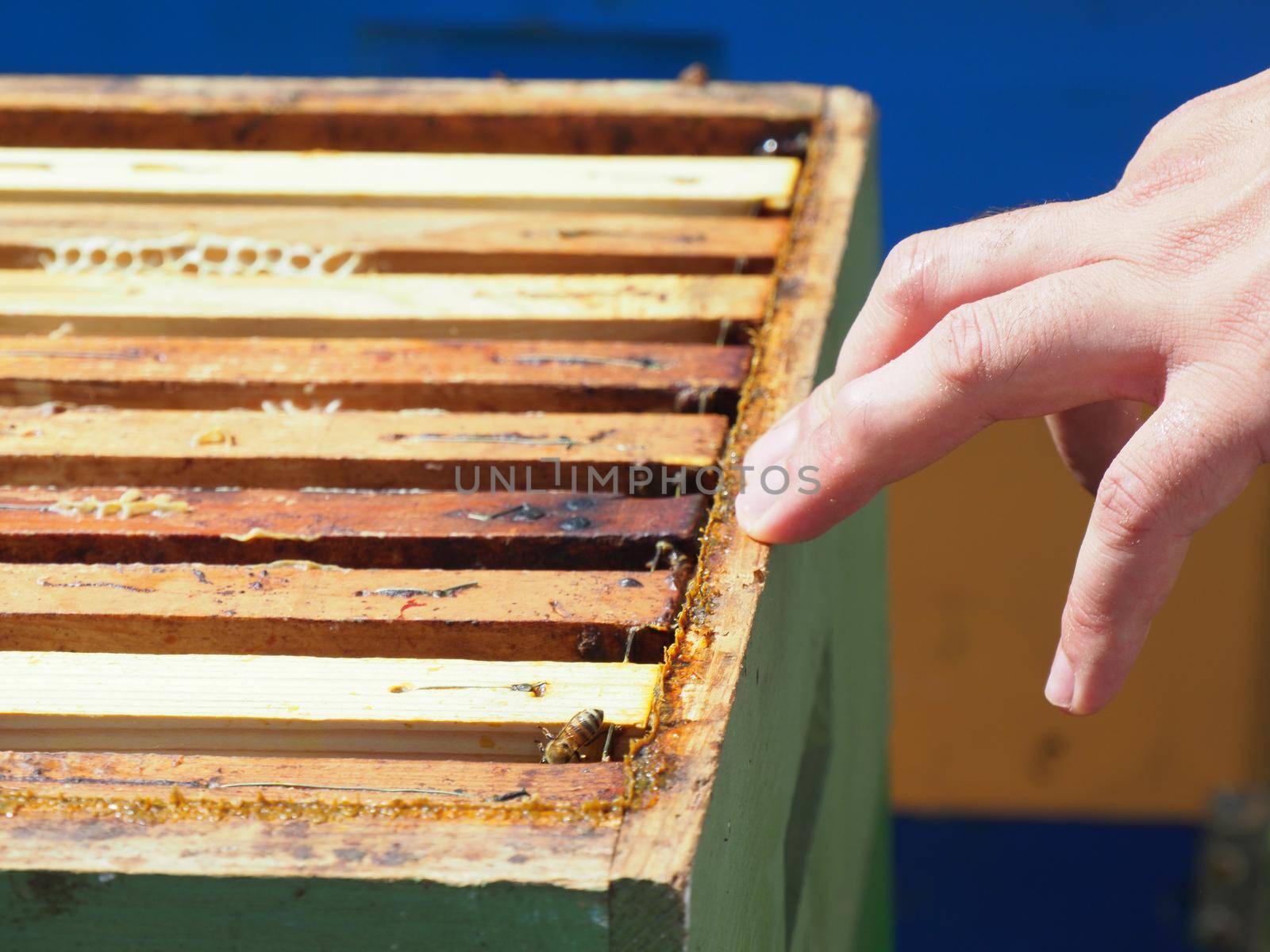 Beekeeper working with bees and beehives on the apiary. Beekeeping concept. Beekeeper harvesting honey Beekeeper on apiary.