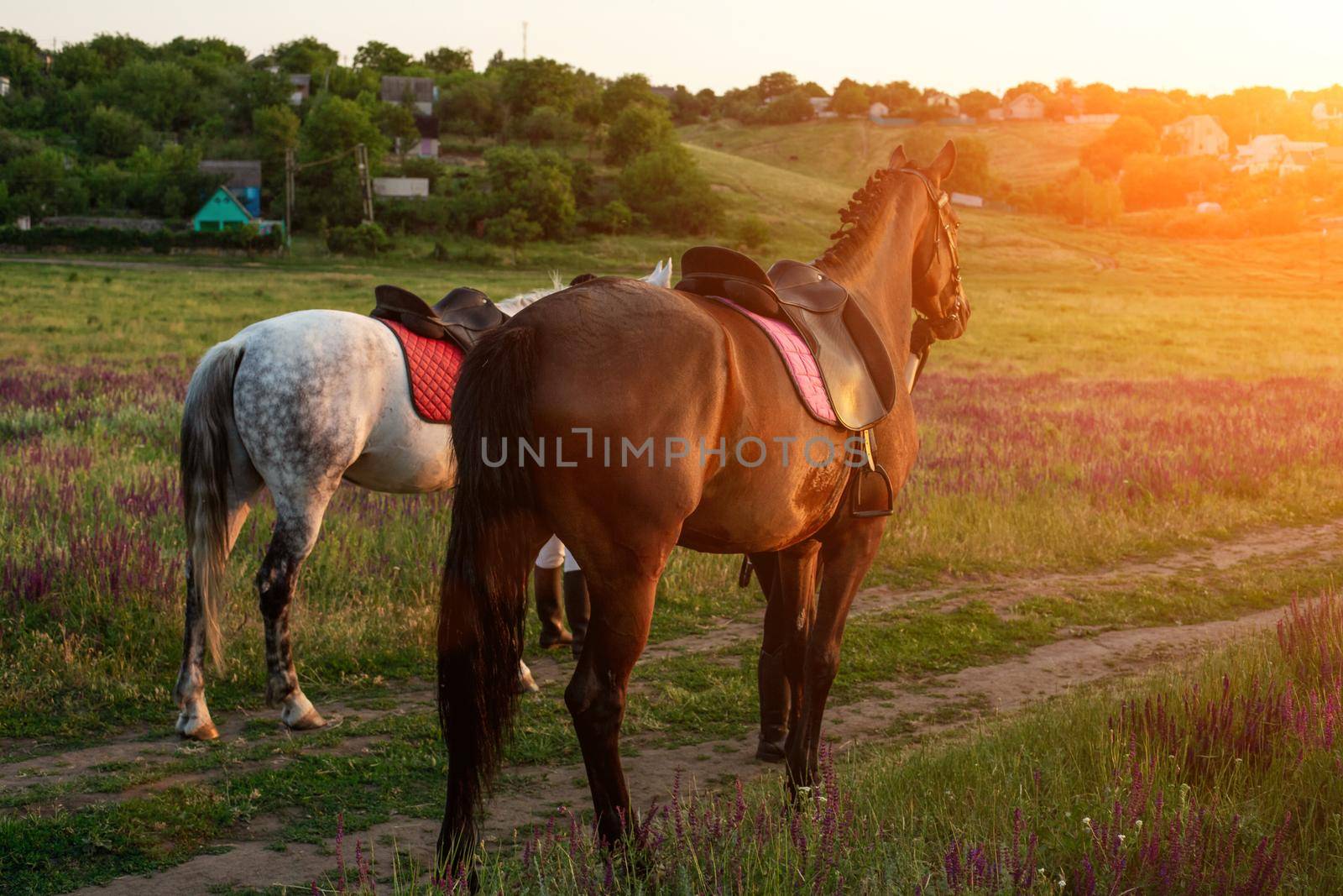 Two horses outdoor in summer happy sunset together nature. Taking care of animals, love and friendship concept.
