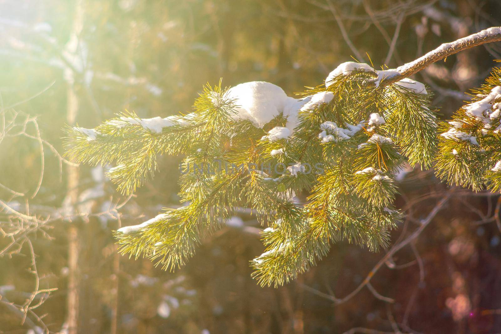 Pine tree branch in forest at sunny winter day with sunlight rays. Wintertime landscape in the woodland before Christmas holidays. Fir tree needles at snow