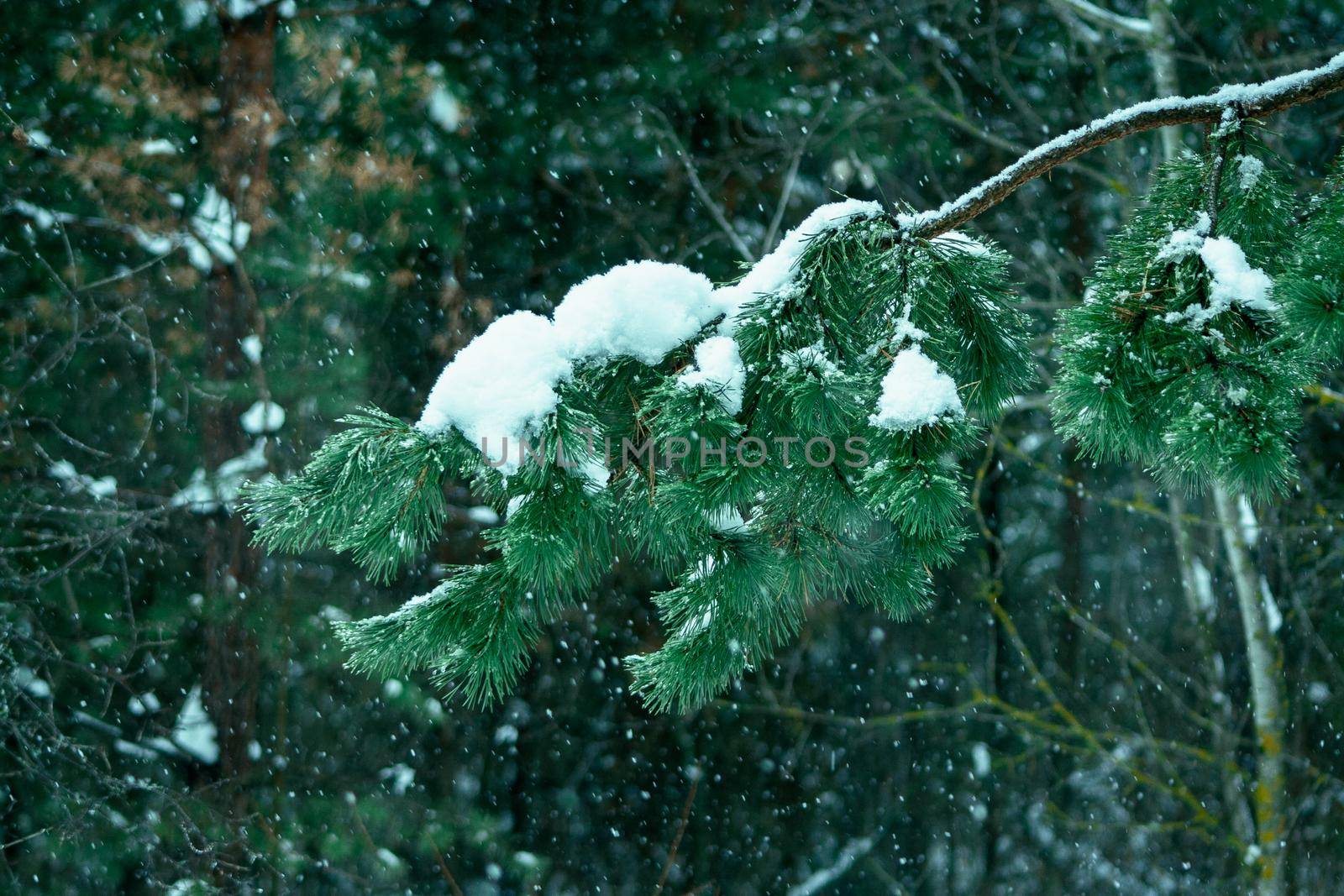 Pine tree branch in forest at cloudy winter day with falling snowflakes. Wintertime landscape in the woodland before Christmas holidays. Fir tree needles at snow