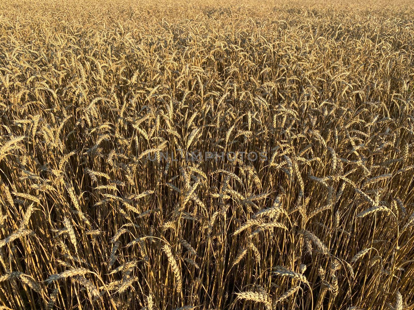 Panoramic view of the golden wheat field in summer. Wheat field on a sunny day.