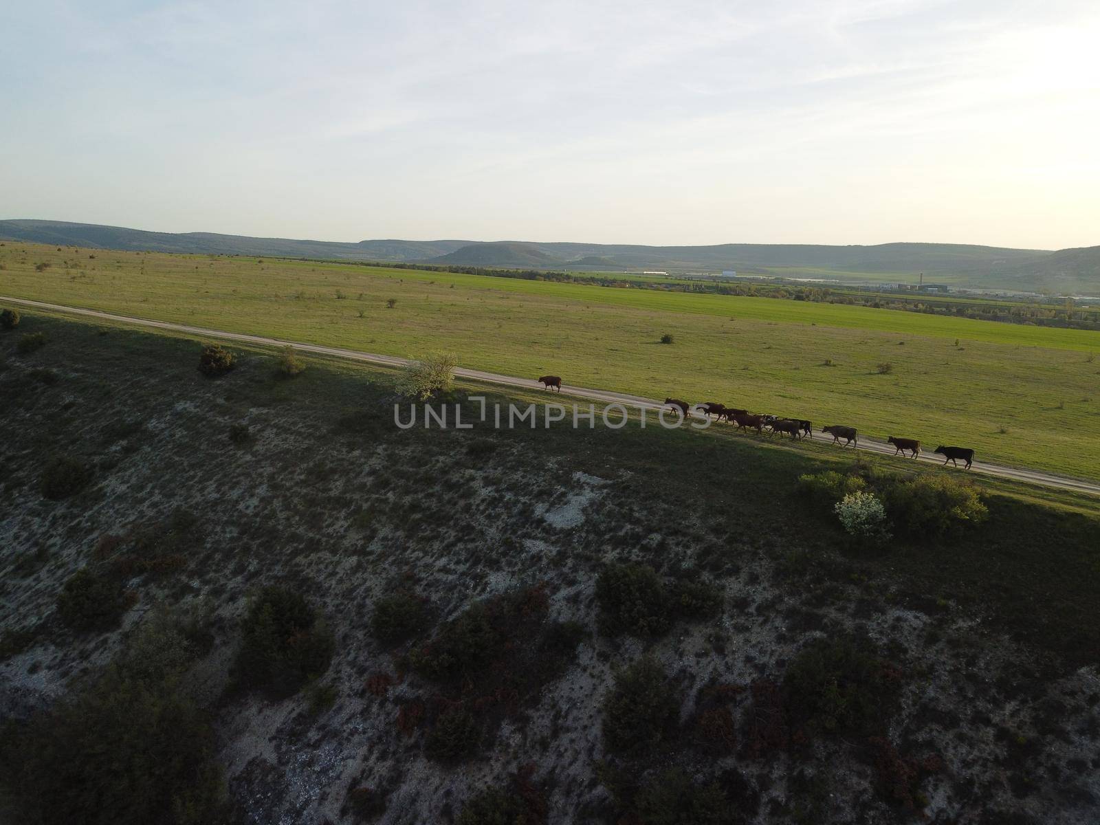 AERIAL: Flying over a small herd of cattle cows walking uniformly down farm road on the hill. Black, brown and spotted cows. Top down view of the countryside on a sping sunset. Idyllic rural landscape by panophotograph