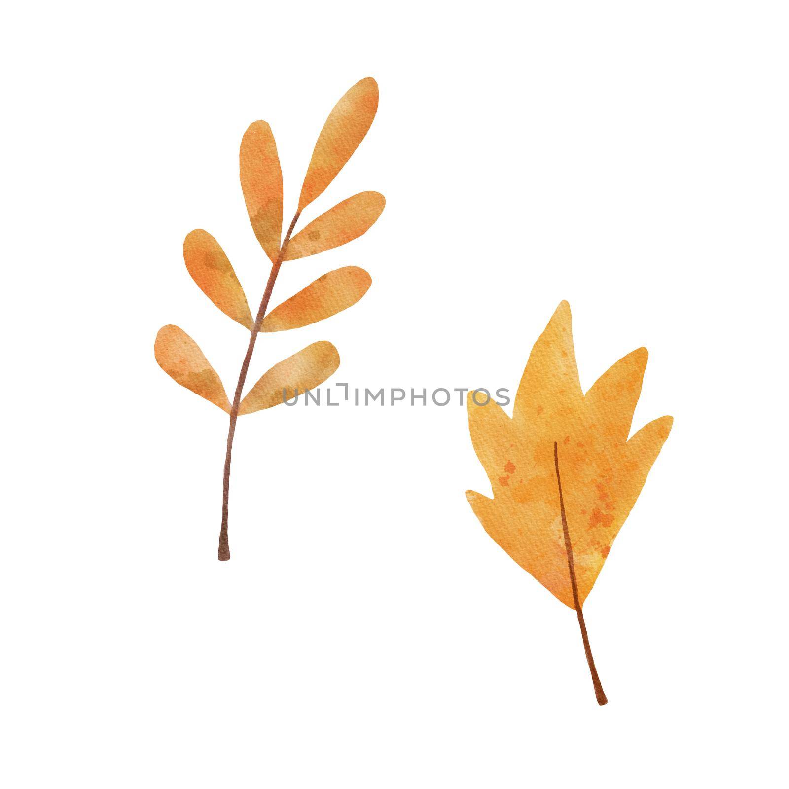 Watercolor rowan tree leaf isolated on white background. Autumn Drawing of plant. Fall leaves illustration