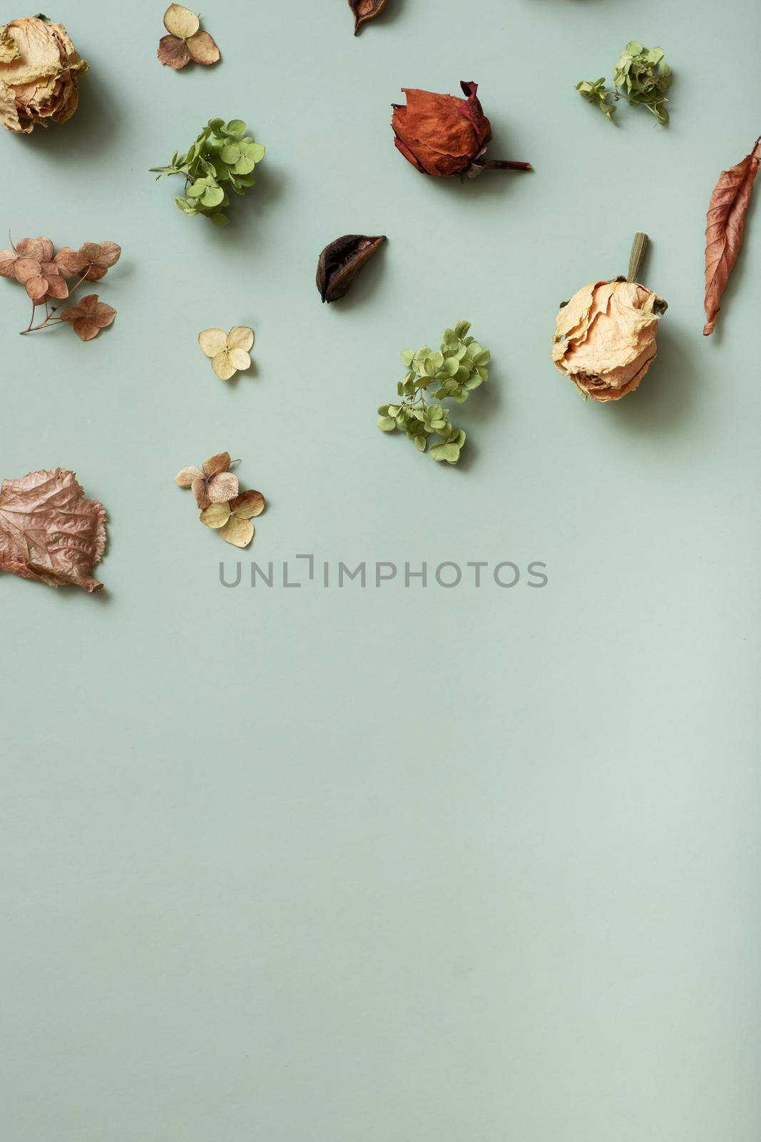 Autumn composition flat lay with pattern from dried hydrangea flowers, roses and petals on pastel green colored background. Top view, copy space. Vertical photo