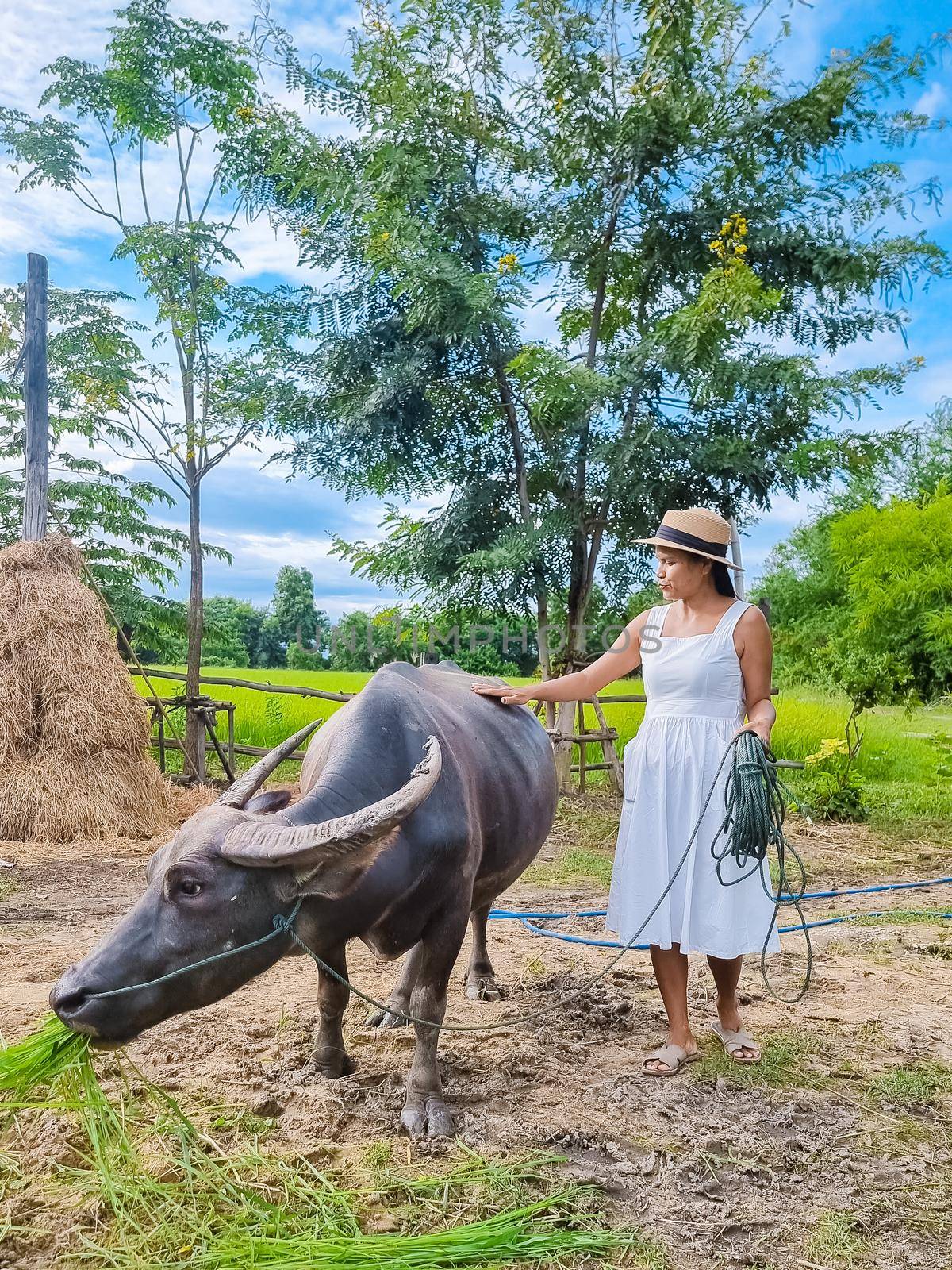 Eco farm homestay with a rice field in central Thailand, paddy field of rice during rain monsoon season in Thailand. Asian woman at a homestay farm in Thailand with a buffalo