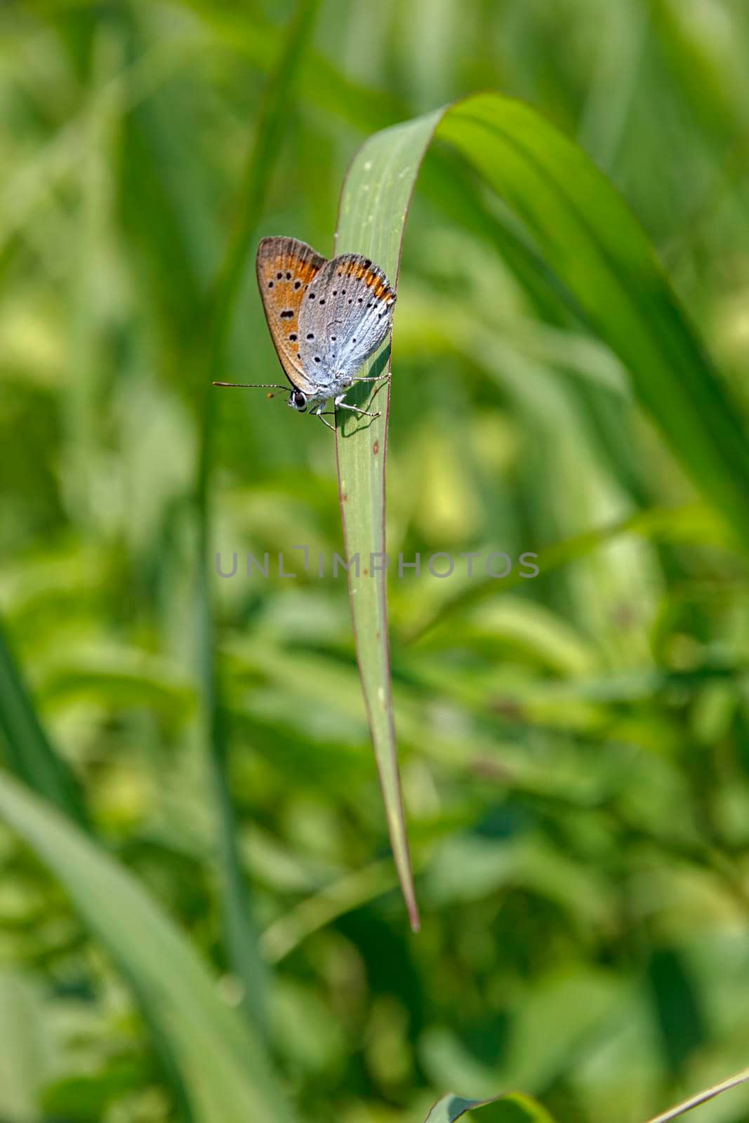 beautiful colorful butterfly on the grass in the garden, blurred background