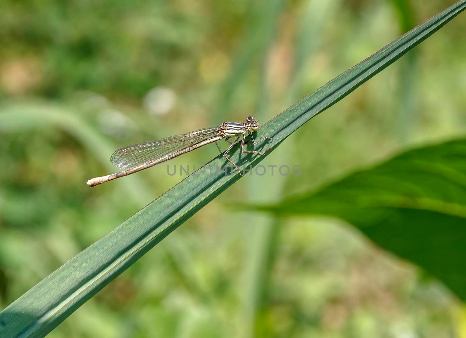 A cute dragonfly sitting on a leaf