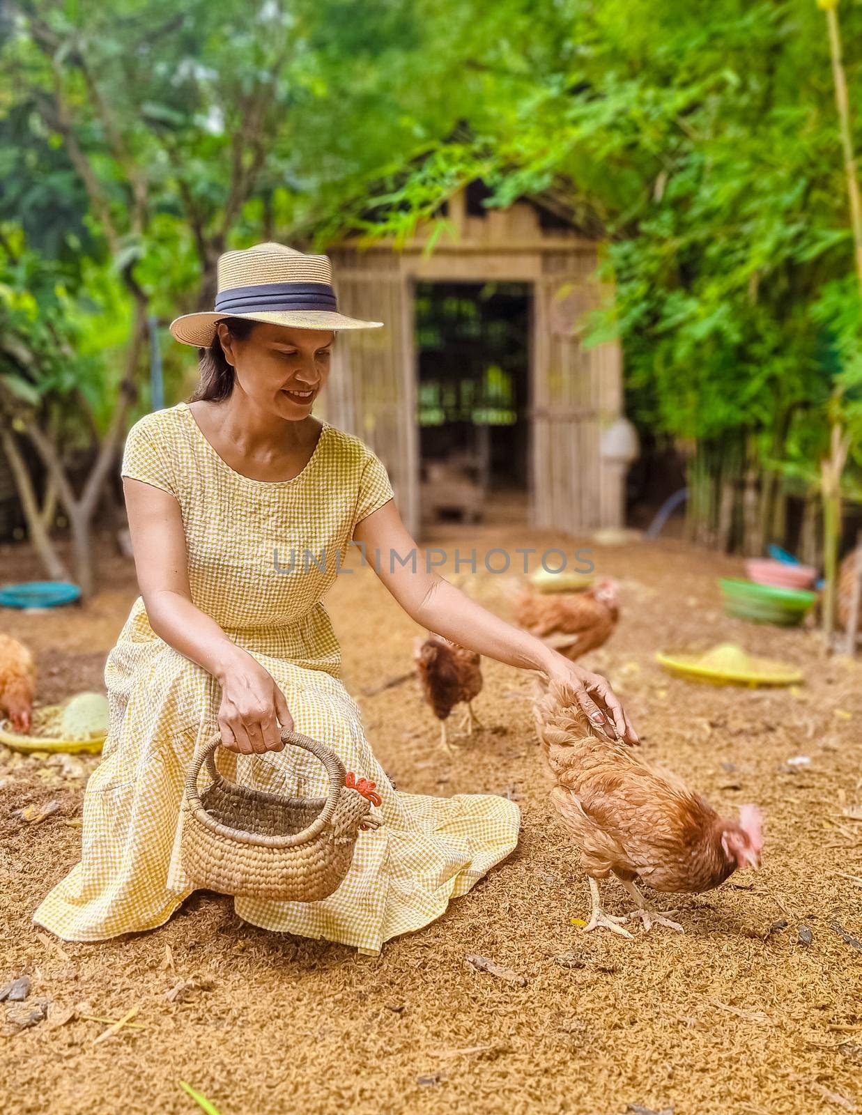 Eco farm homestay with a rice field in central Thailand, paddy field of rice during rain monsoon season in Thailand. Asian woman at a homestay farm in Thailand feeding chicken