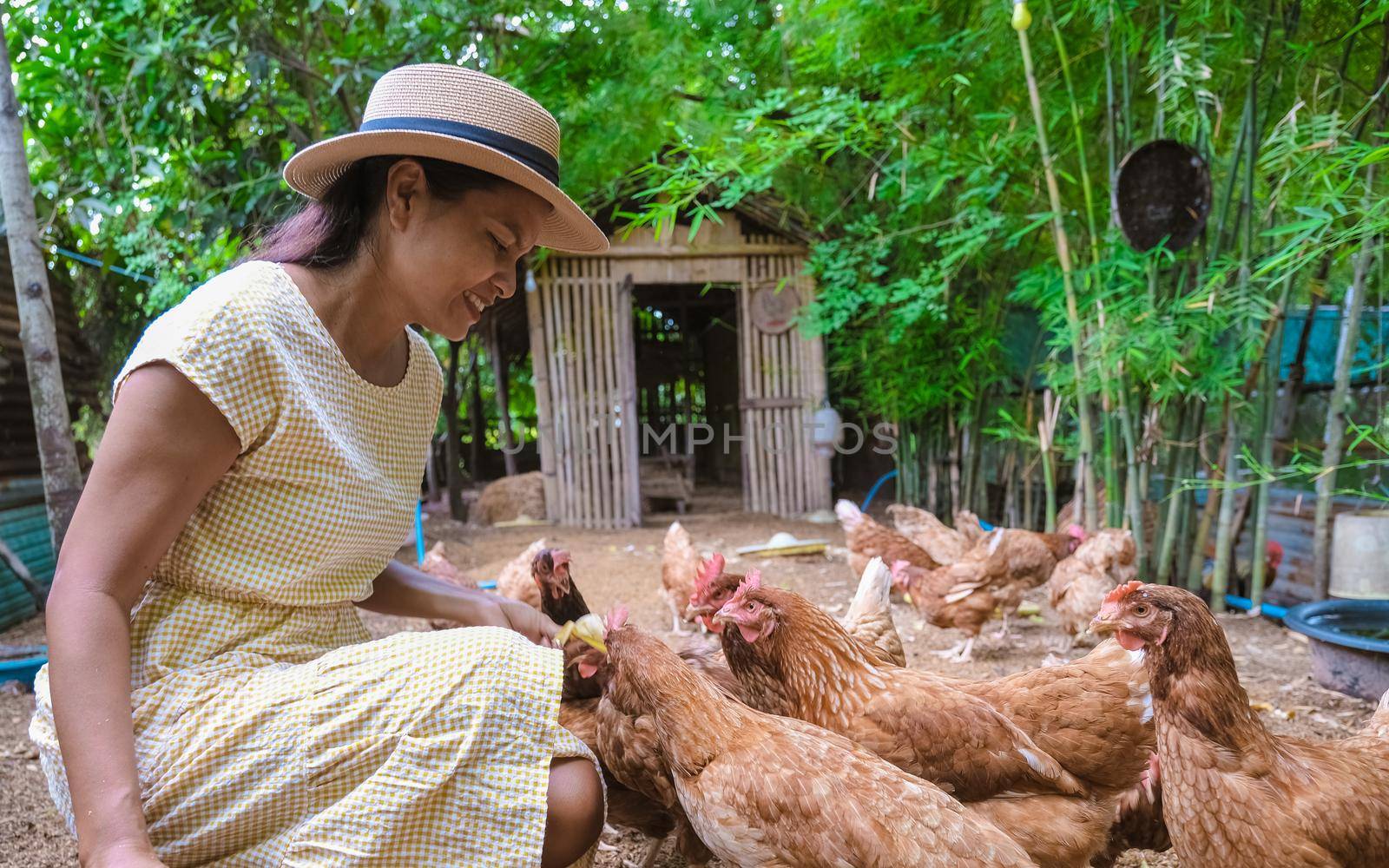 Asian women at a Eco farm homestay with a rice field in central Thailand feeding chicken by fokkebok