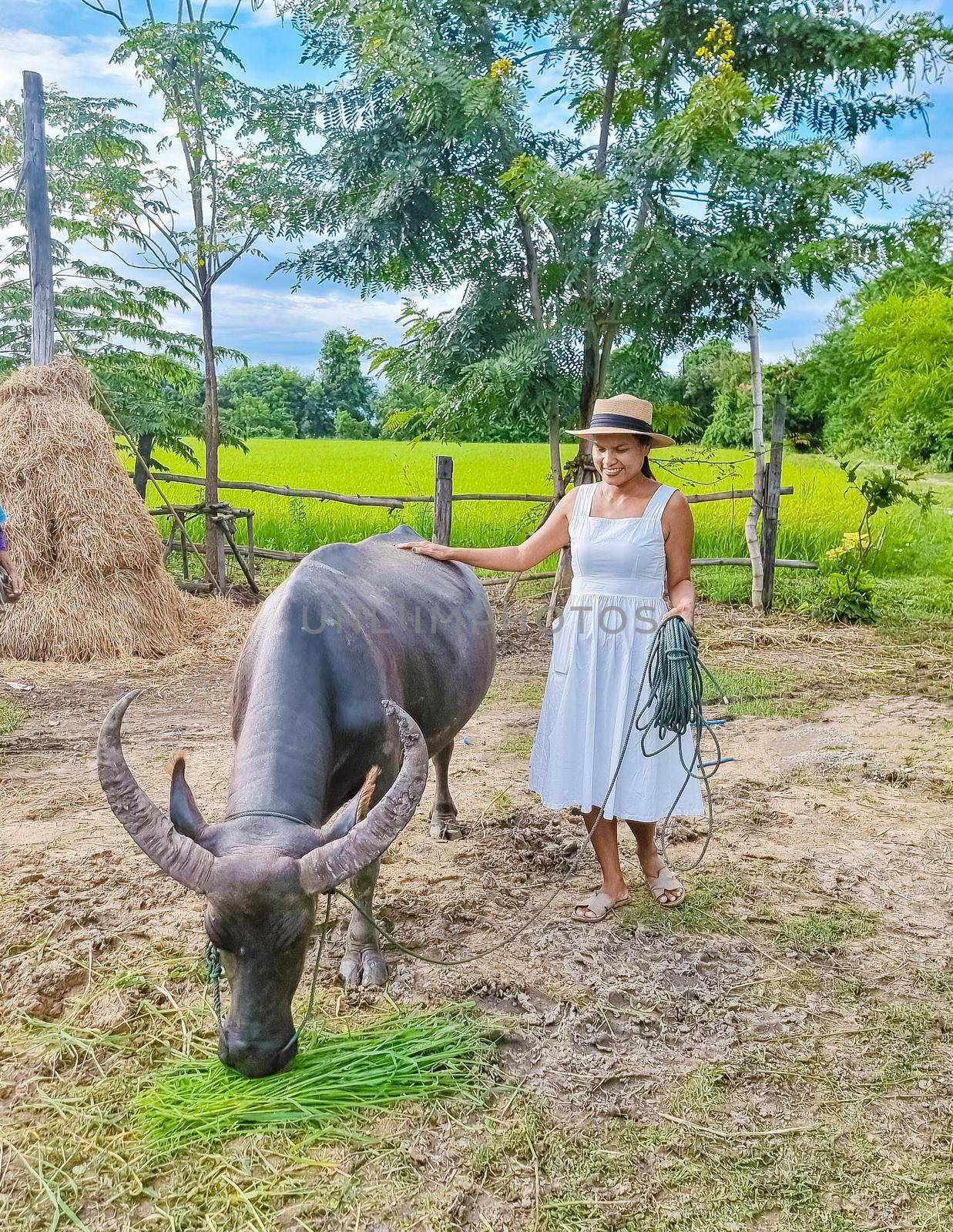 Asian women at a Eco farm homestay with a buffalo at a rice field in central Thailand by fokkebok