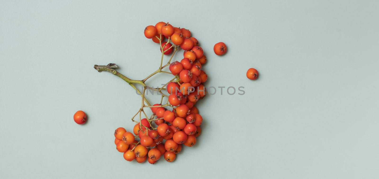 Autumn banner composition flat lay with rowan berries top view, copy space on pastel green background by ssvimaliss