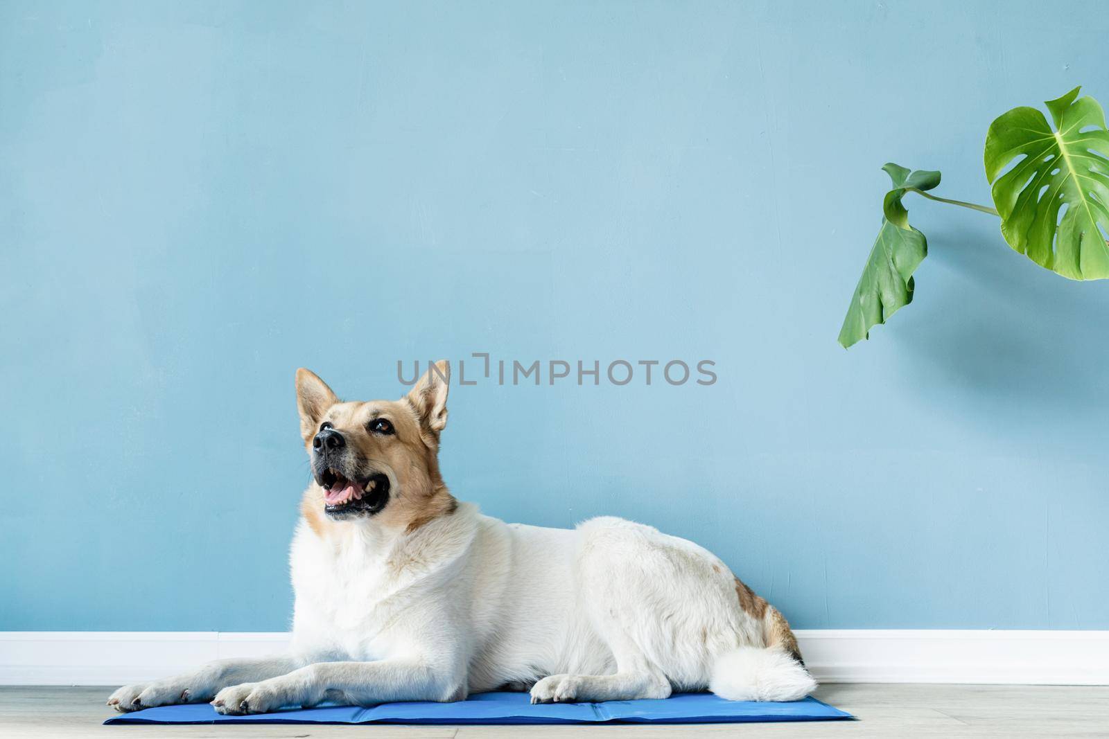 Pet care. Cute mixed breed dog lying on cool mat in hot day looking up, blue wall background, summer heat