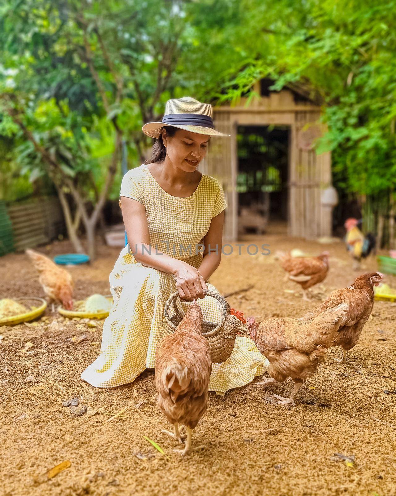 Eco farm homestay with a rice field in central Thailand, paddy field of rice during rain monsoon season in Thailand. Asian woman at a homestay farm in Thailand feeding chicken
