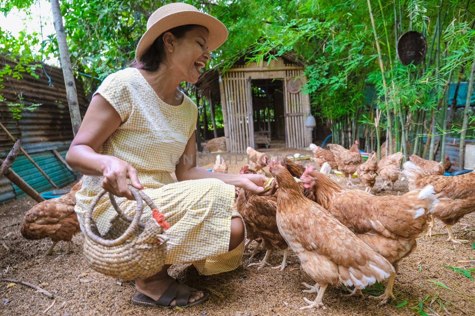 Asian women at an Eco farm homestay feeding chicken at a farm in Thailand. Asian woman with hat at a homestay farm in Thailand feeding chicken