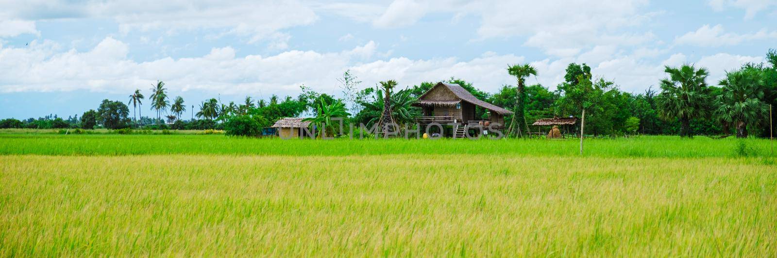 Eco farm homestay with a rice field in central Thailand, paddy field of rice during rain monsoon by fokkebok