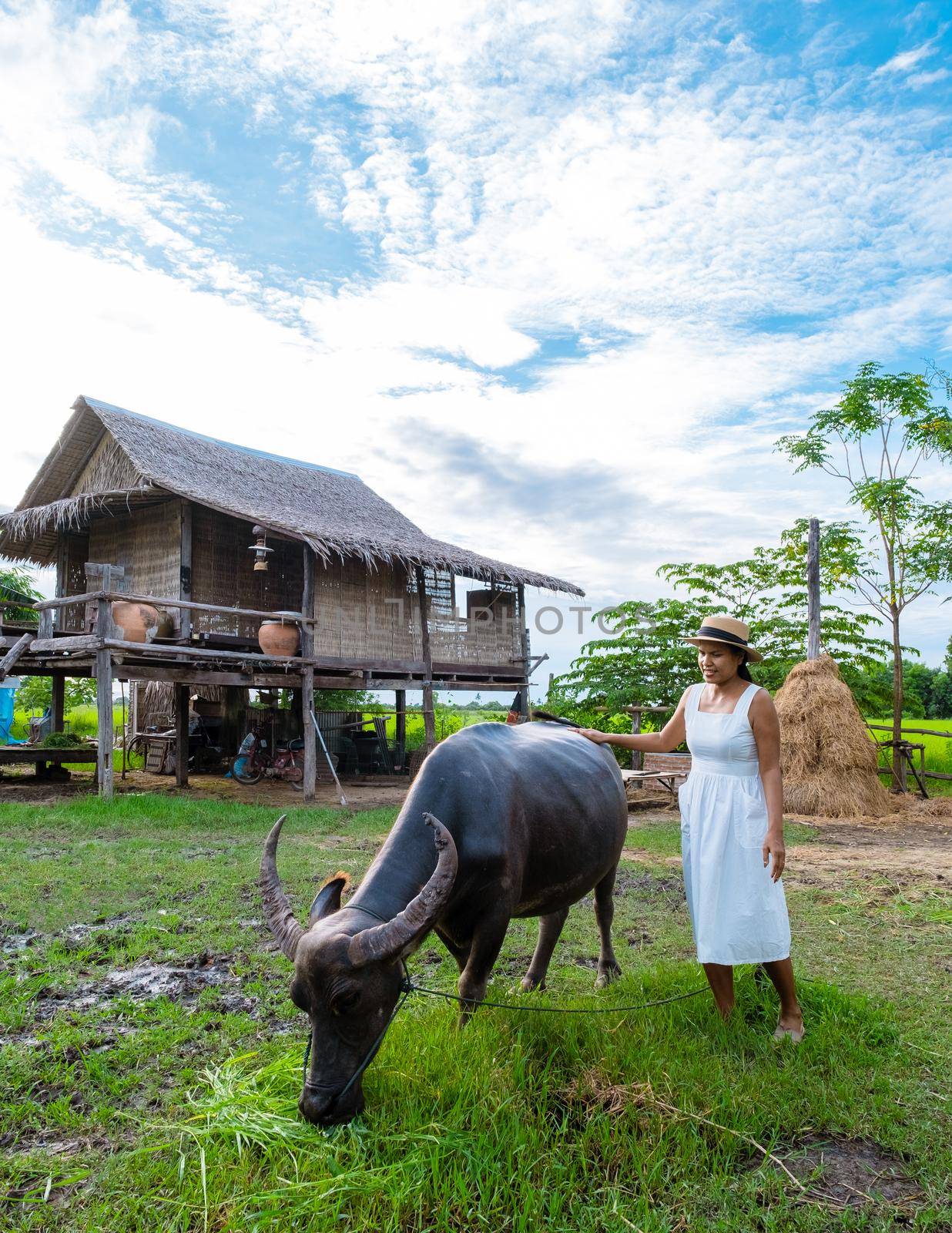 Asian women at a Eco farm homestay with a buffalo at a rice field in central Thailand by fokkebok