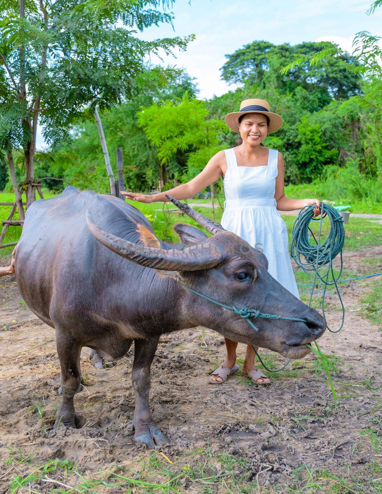 Eco farm homestay with a rice field in central Thailand, paddy field of rice during rain monsoon season in Thailand. Asian woman at a homestay farm in Thailand with a buffalo