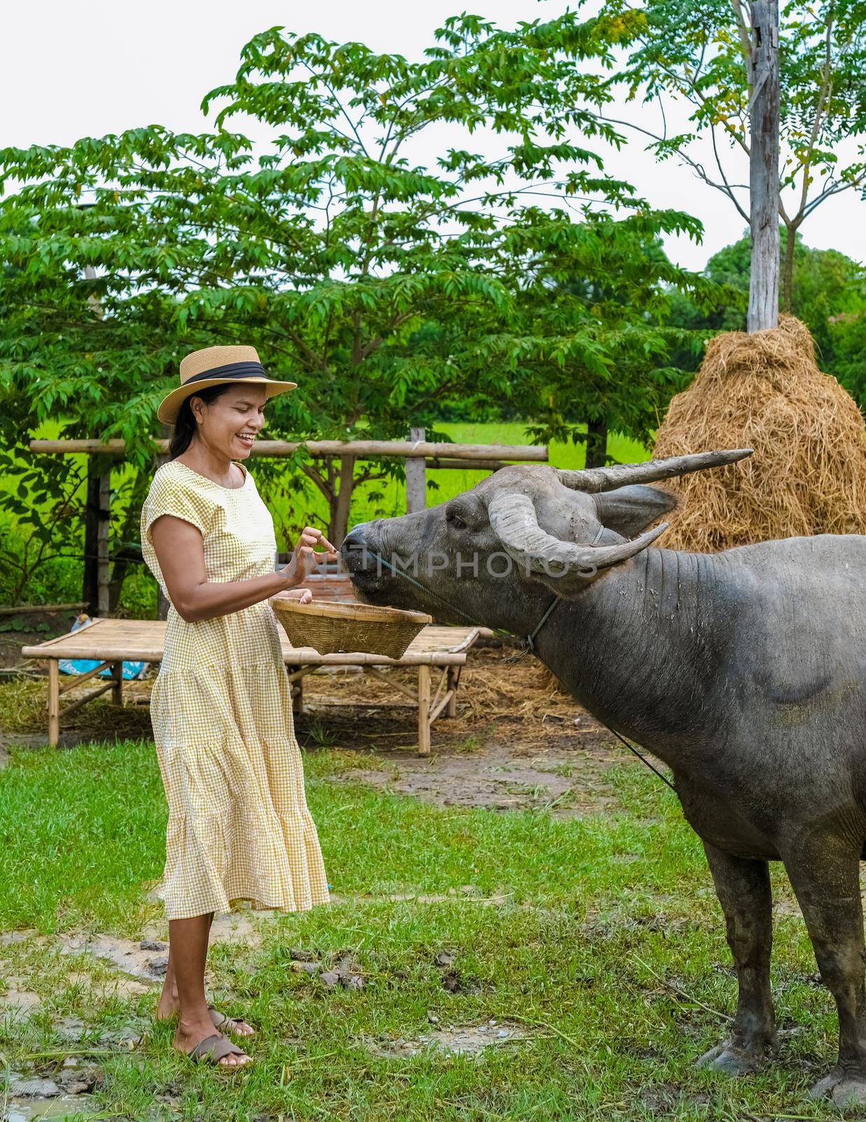 Eco farm homestay with a rice field in central Thailand, paddy field of rice during rain monsoon season in Thailand. Asian woman at a homestay farm in Thailand with a buffalo