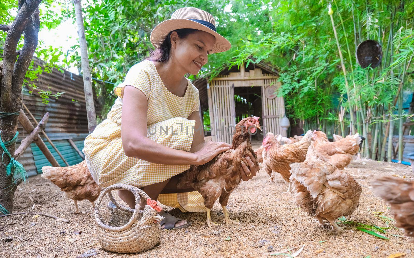 Asian women at an Eco farm homestay feeding chicken at a farm in Thailand. Asian woman with hat at a homestay farm in Thailand feeding chicken