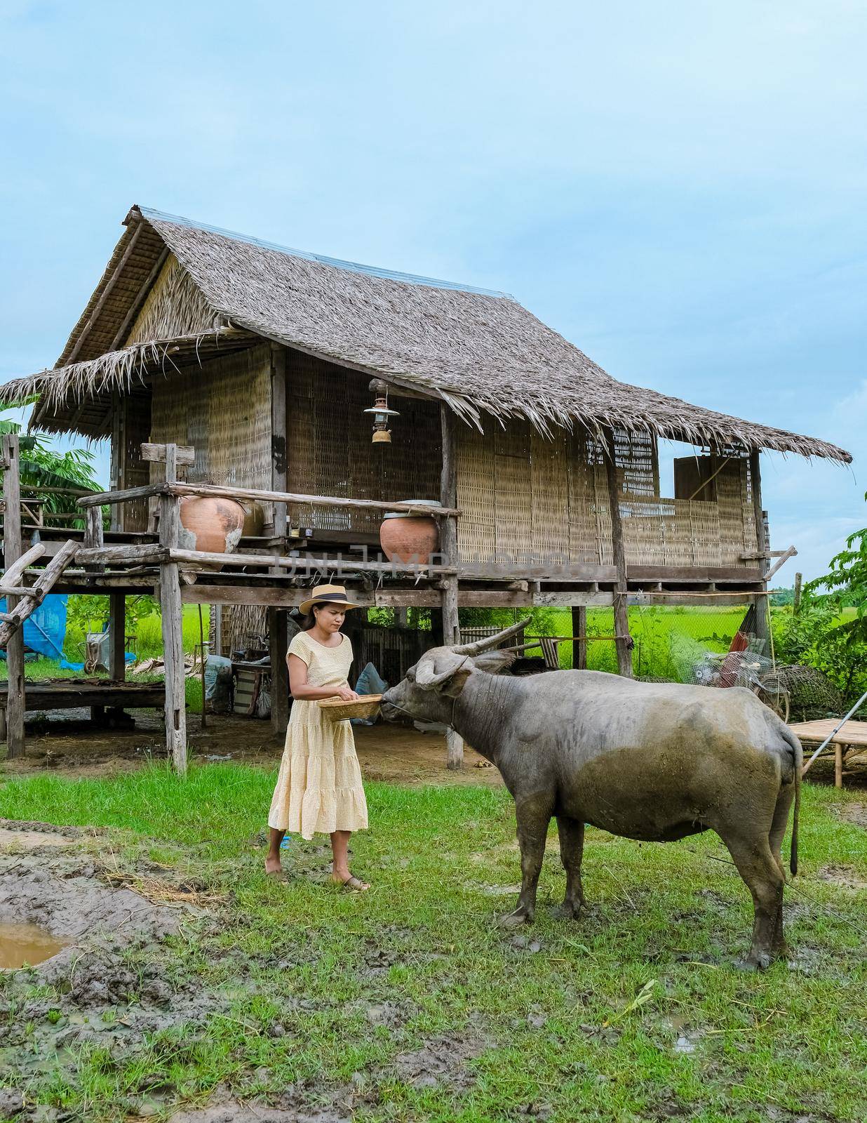 Eco farm homestay with a rice field in central Thailand, paddy field of rice during rain monsoon season in Thailand. Asian woman at a homestay farm in Thailand with a buffalo