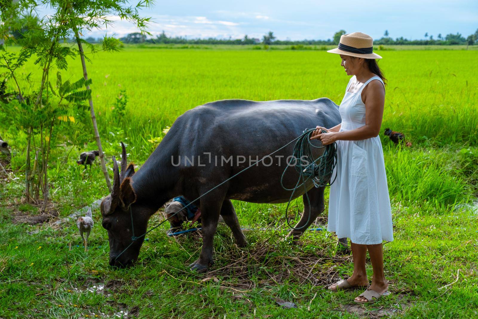 Eco farm homestay with a rice field in central Thailand, paddy field of rice during rain monsoon season in Thailand. Asian woman at a homestay farm in Thailand with a buffalo